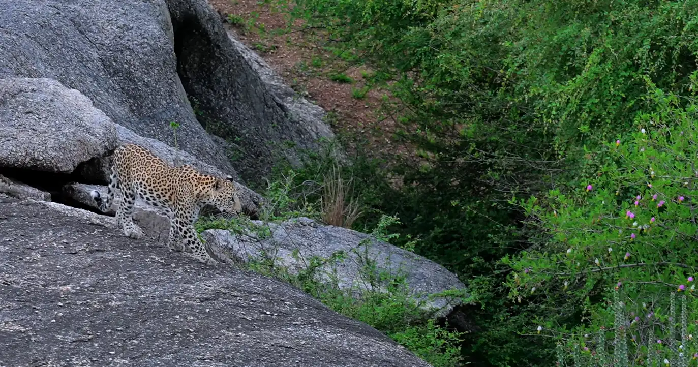 jungle safari in rajasthan ranthambore national park in india