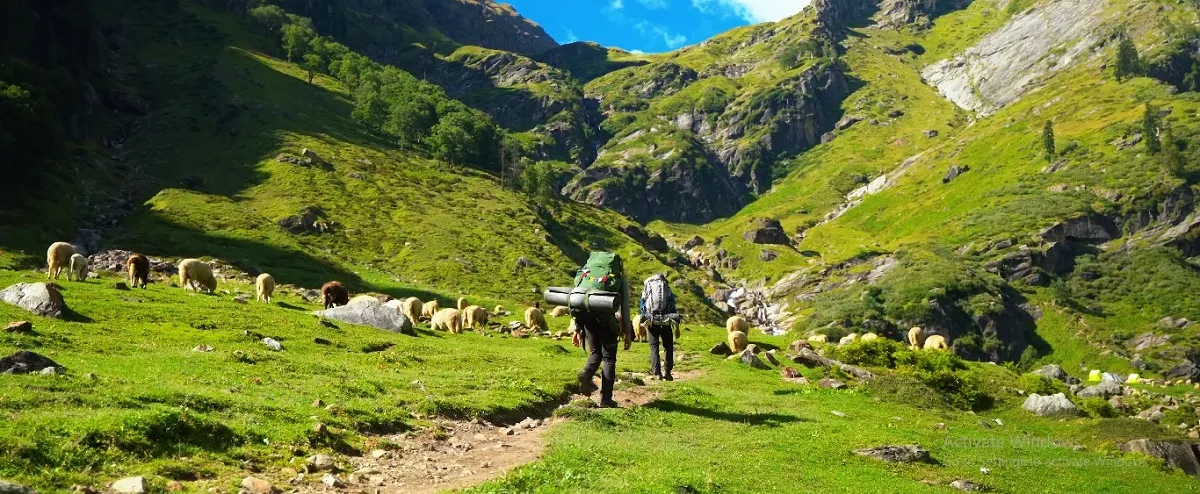 trekkers walking past grazing sheep in the green Hampta valley on the Kullu side