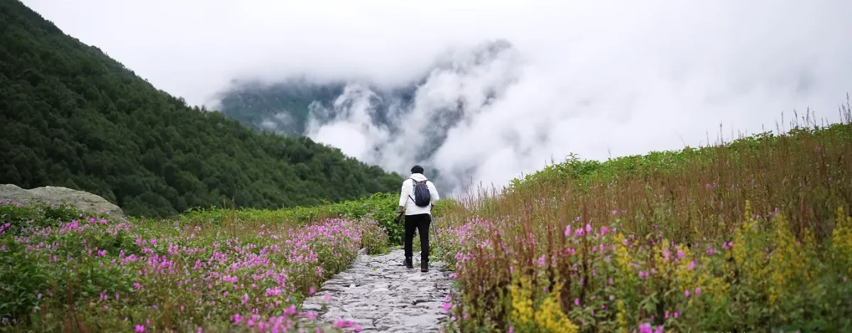 trekker on the stone path through pink wild flowers in the Valley of Flowers in the monsoon