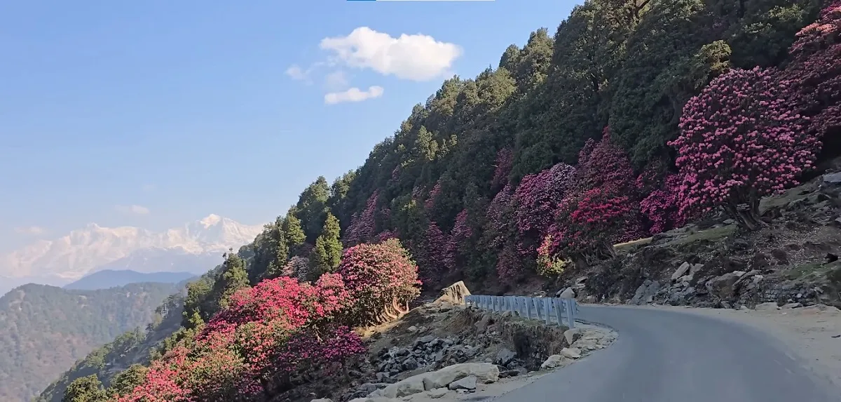 Blooming rhododendron (buransh) forest near Chopta