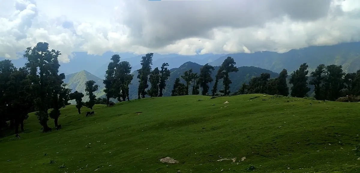 Green meadows of Chopta Bugyal with Himalayan peaks in the background