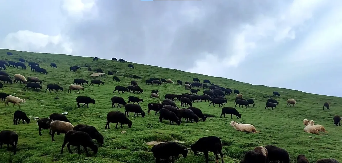 Chopta meadows in bloom during the summer season