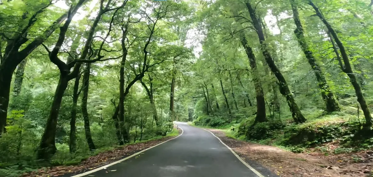 Dense rhododendron and oak forest canopy along the Chopta trail