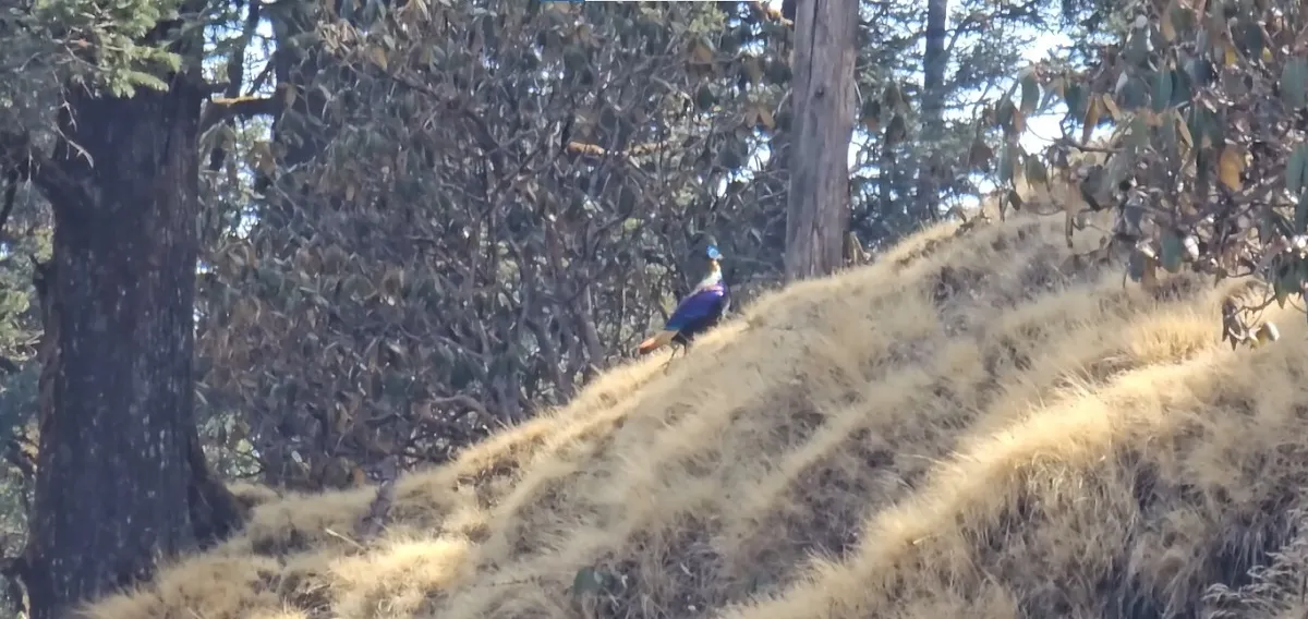 Himalayan Monal, a colourful pheasant species spotted near Chopta