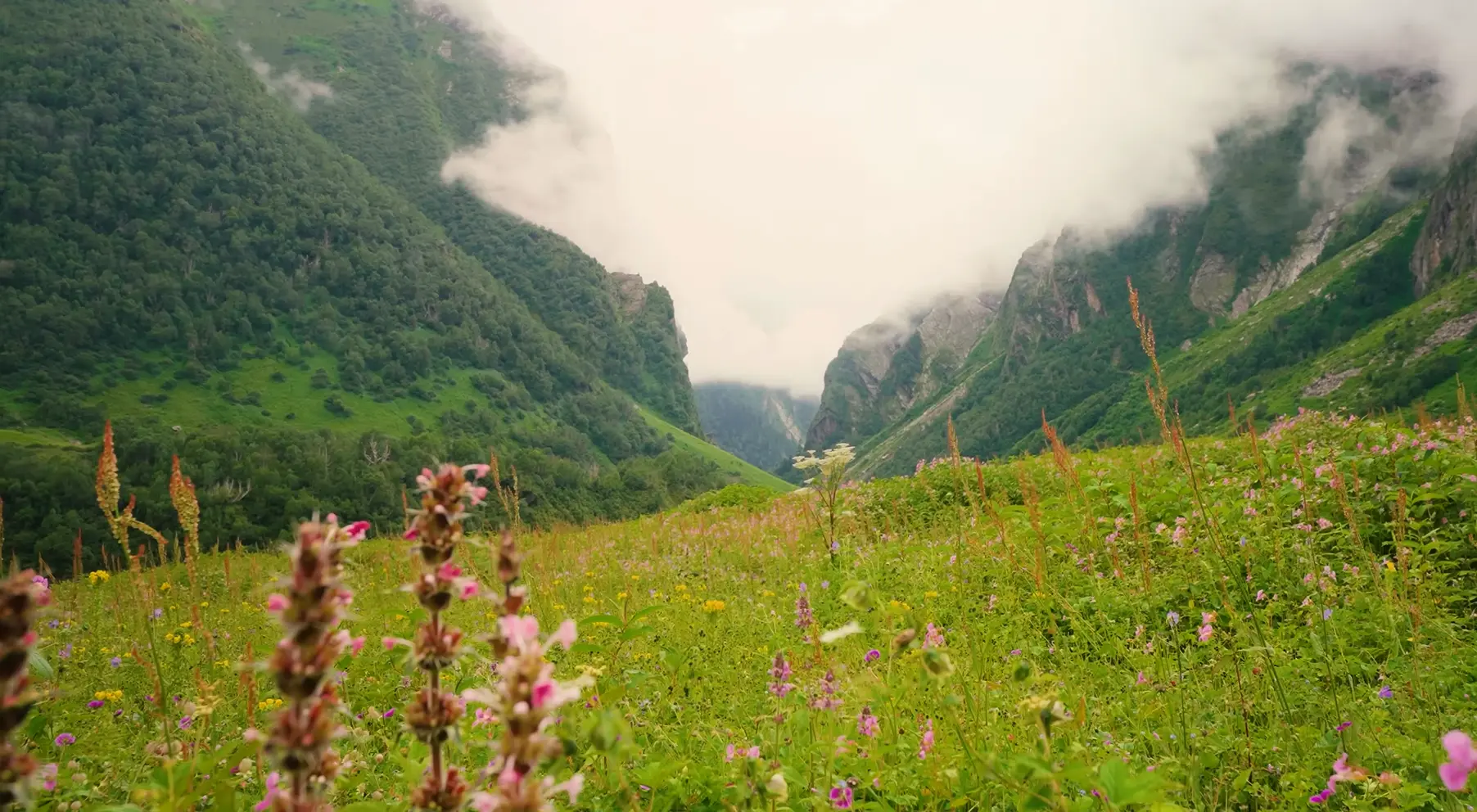 valley of flowers trek image
