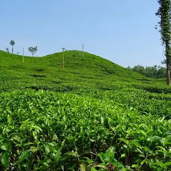 Tea garden in the Kangra valley