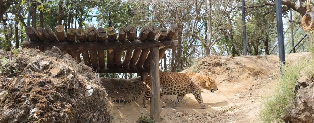 Leopard walking in its enclosure at the Pt. G.B. Pant High Altitude Zoo, Nainital