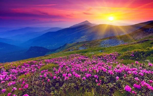 Valley Of Flowers