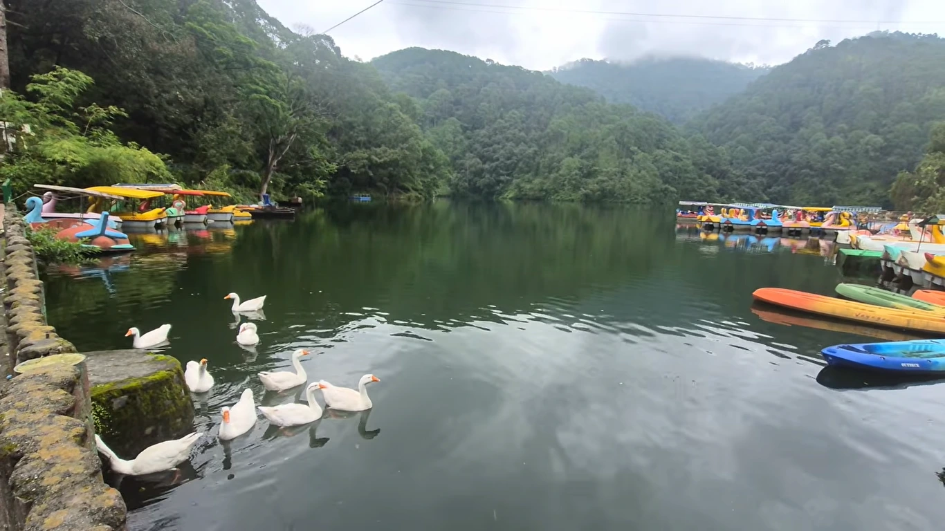 Lakes near Nainital Paddle boats and ducks on a lake in the Nainital lake district