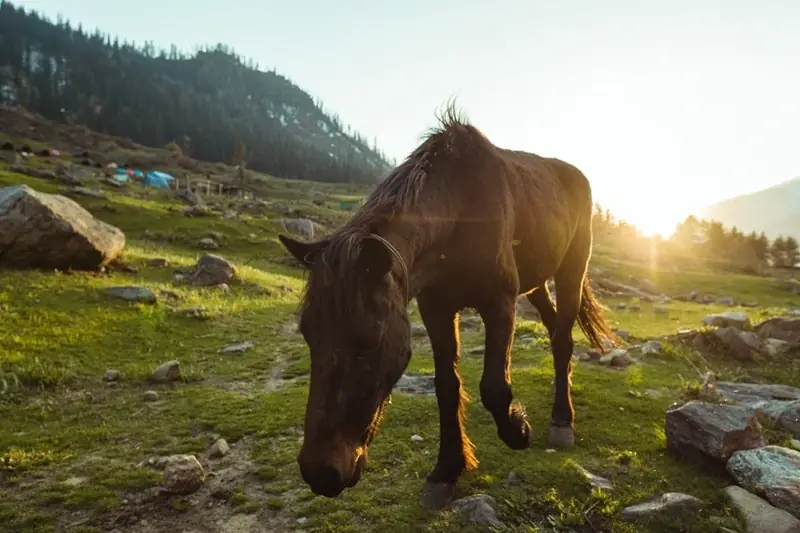 horse grazing on a Kheerganga meadow at sunrise with pine forest behind