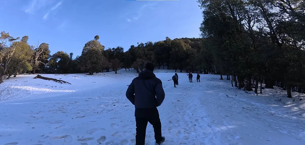 Trekkers walking across a snowy meadow ringed by oak forest on the Nag Tibba trek