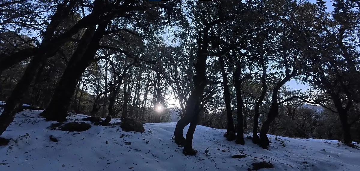 Snow-covered trail through oak forest on the way from Pantwari to Nag Tibba