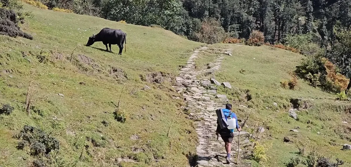 Trekker on a stone path across a grassy meadow in the Urgam valley, with a buffalo grazing