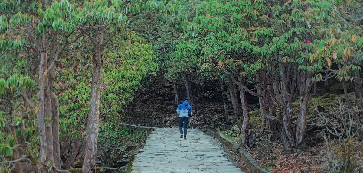 Trekker on the stone-paved trail through rhododendron forest from Chopta to Tungnath