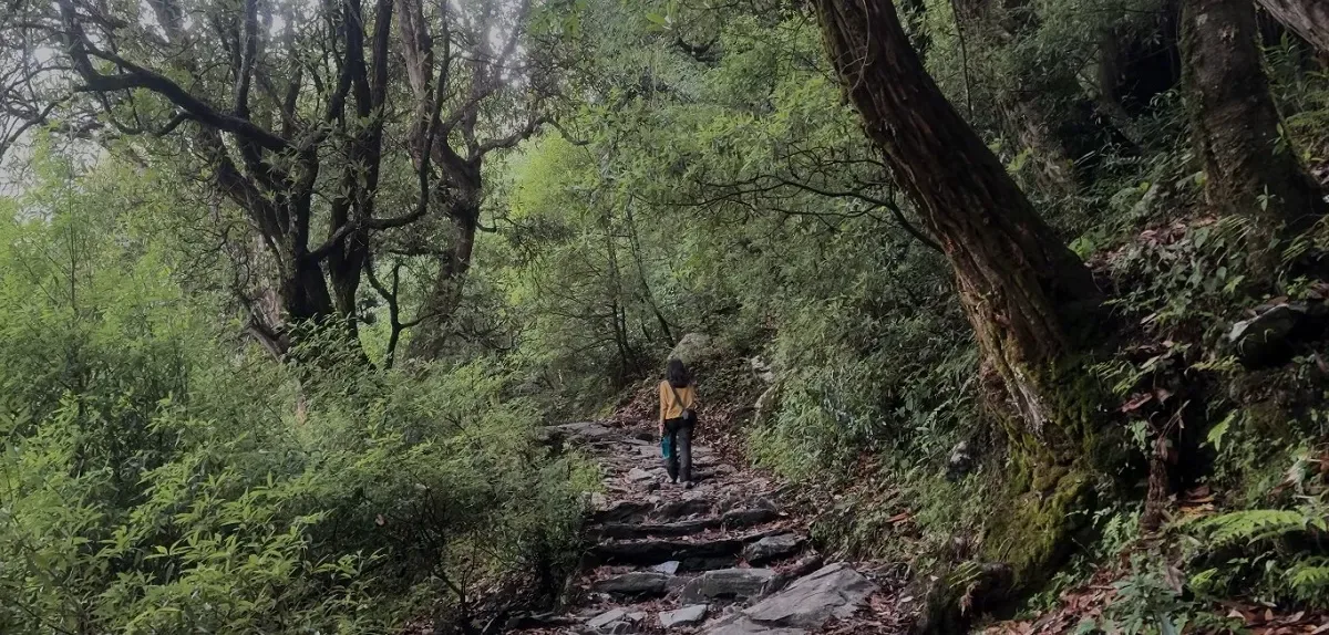 Trekker on a stone-paved path through dense oak and rhododendron forest on the Rudranath trek from Sagar village