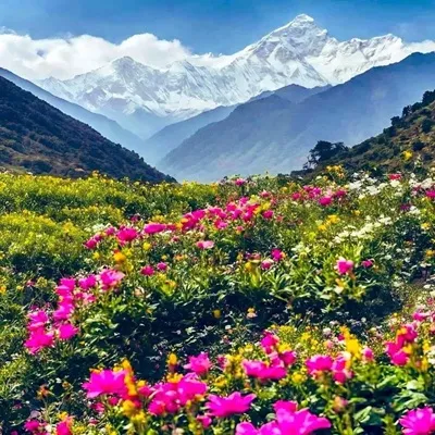 Valley of flowers trek image