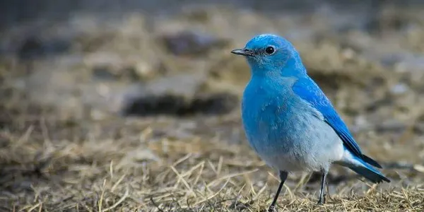 bird watching in makkumath