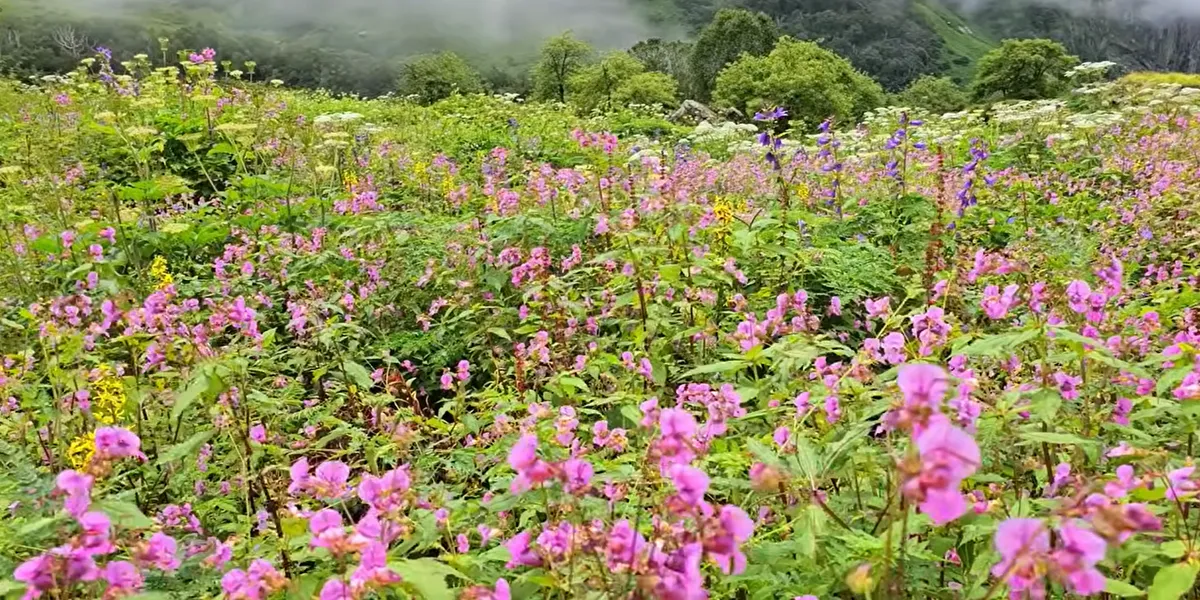 valley of flowers trek near badrinath with various species of flowers