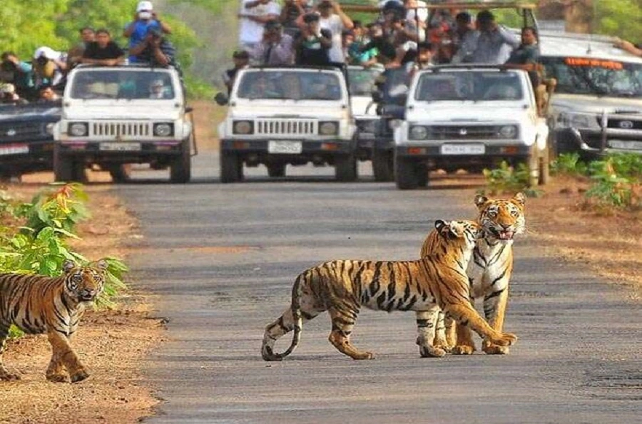 tiger view at corbett national park